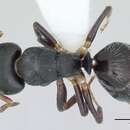 Image of Camponotus iheringi Forel 1908