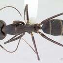 Image of Camponotus lespesii Forel 1886