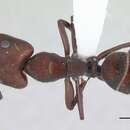 Image of Camponotus leydigi Forel 1886