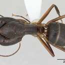 Imagem de Camponotus melanoticus Emery 1894