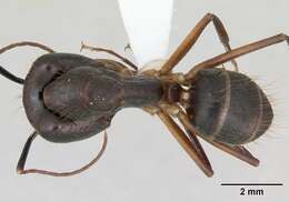 Imagem de Camponotus melanoticus Emery 1894