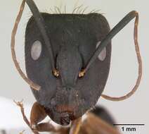 Imagem de Camponotus melanoticus Emery 1894