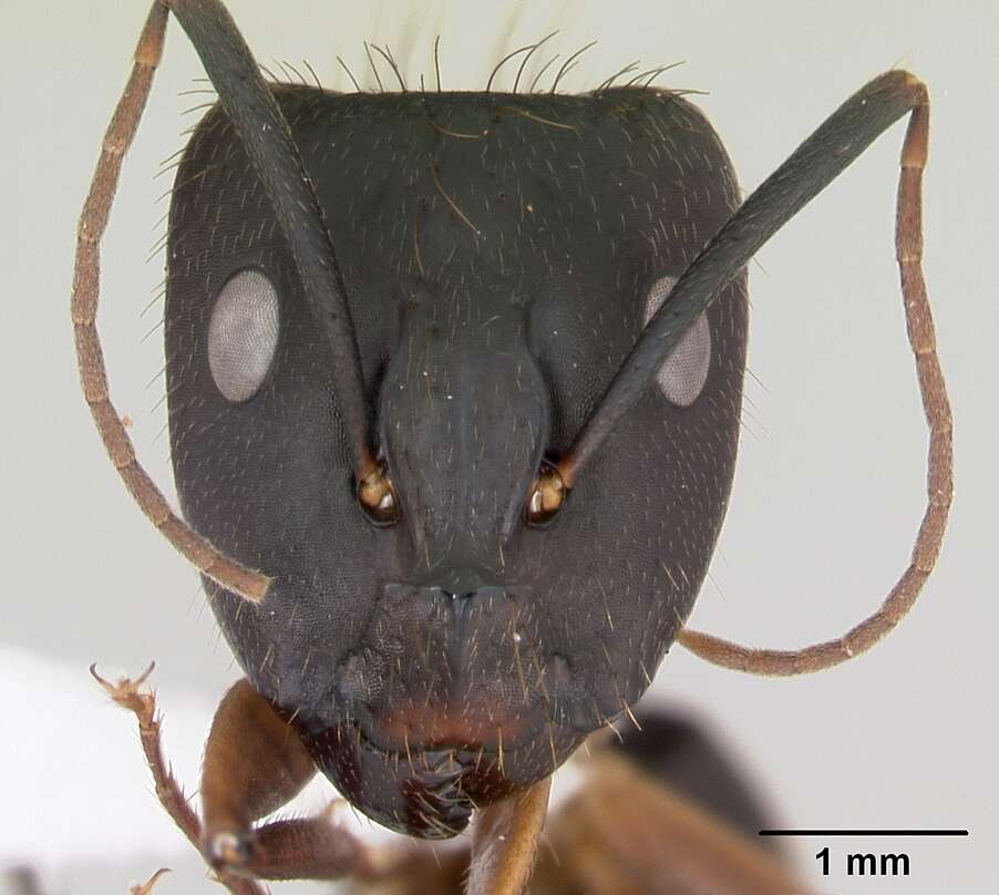 Imagem de Camponotus melanoticus Emery 1894