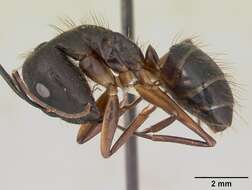 Imagem de Camponotus melanoticus Emery 1894