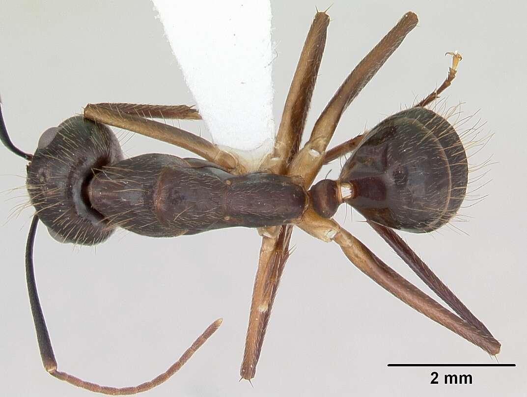 Imagem de Camponotus melanoticus Emery 1894