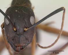 Imagem de Camponotus melanoticus Emery 1894