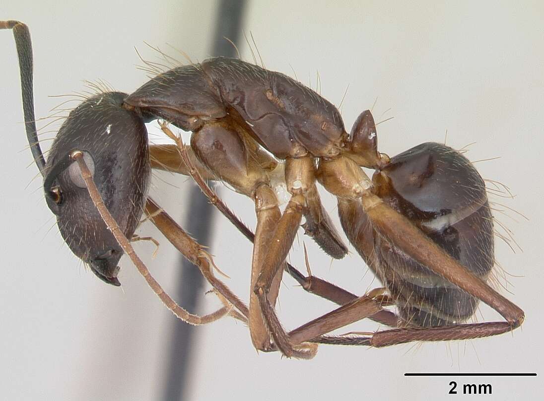 Imagem de Camponotus melanoticus Emery 1894