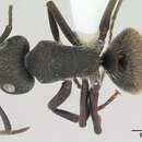 Plancia ëd Camponotus mus Roger 1863