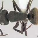 Image of Camponotus mus Roger 1863