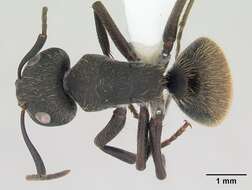 Image of Camponotus mus Roger 1863