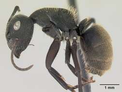 Image de Camponotus mus Roger 1863