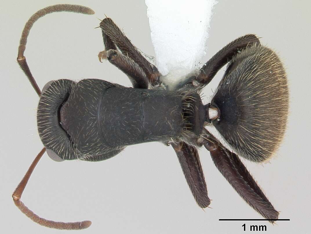 Image of Camponotus mus Roger 1863