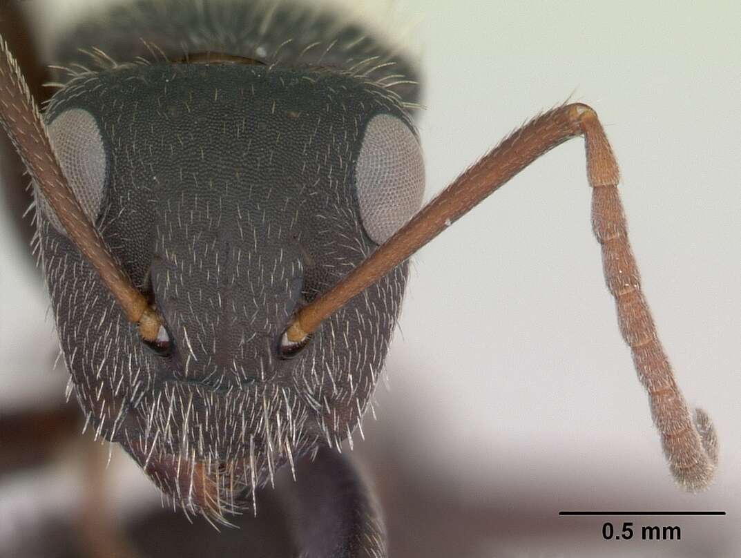 Image of Camponotus mus Roger 1863