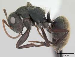 Image of Camponotus mus Roger 1863