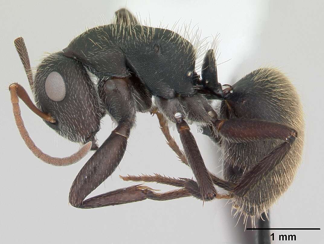 Image de Camponotus mus Roger 1863