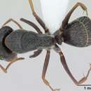 Image of Camponotus personatus Emery 1894