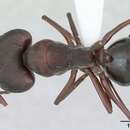 Image of Camponotus punctulatus Mayr 1868