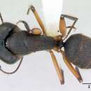 Image of Camponotus renggeri Emery 1894