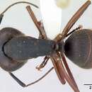 Sivun Camponotus rufipes (Fabricius 1775) kuva