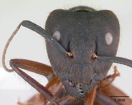 Image de Camponotus rufipes (Fabricius 1775)