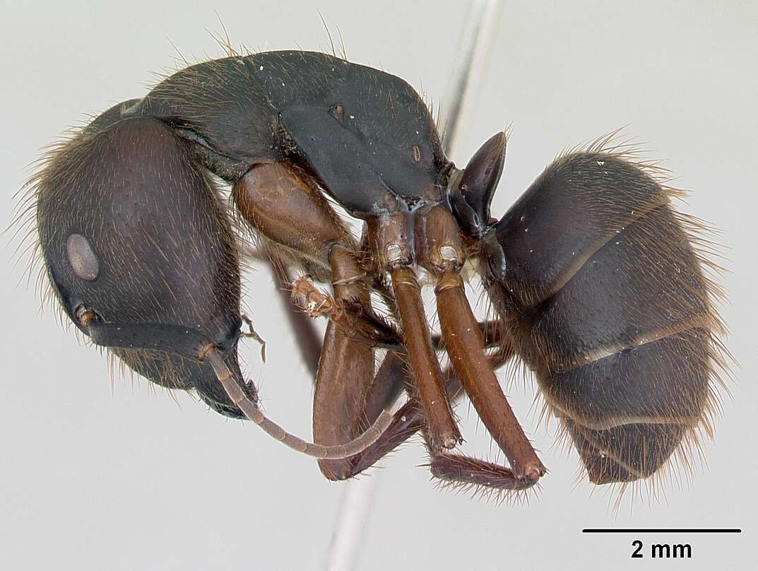 Image de Camponotus rufipes (Fabricius 1775)