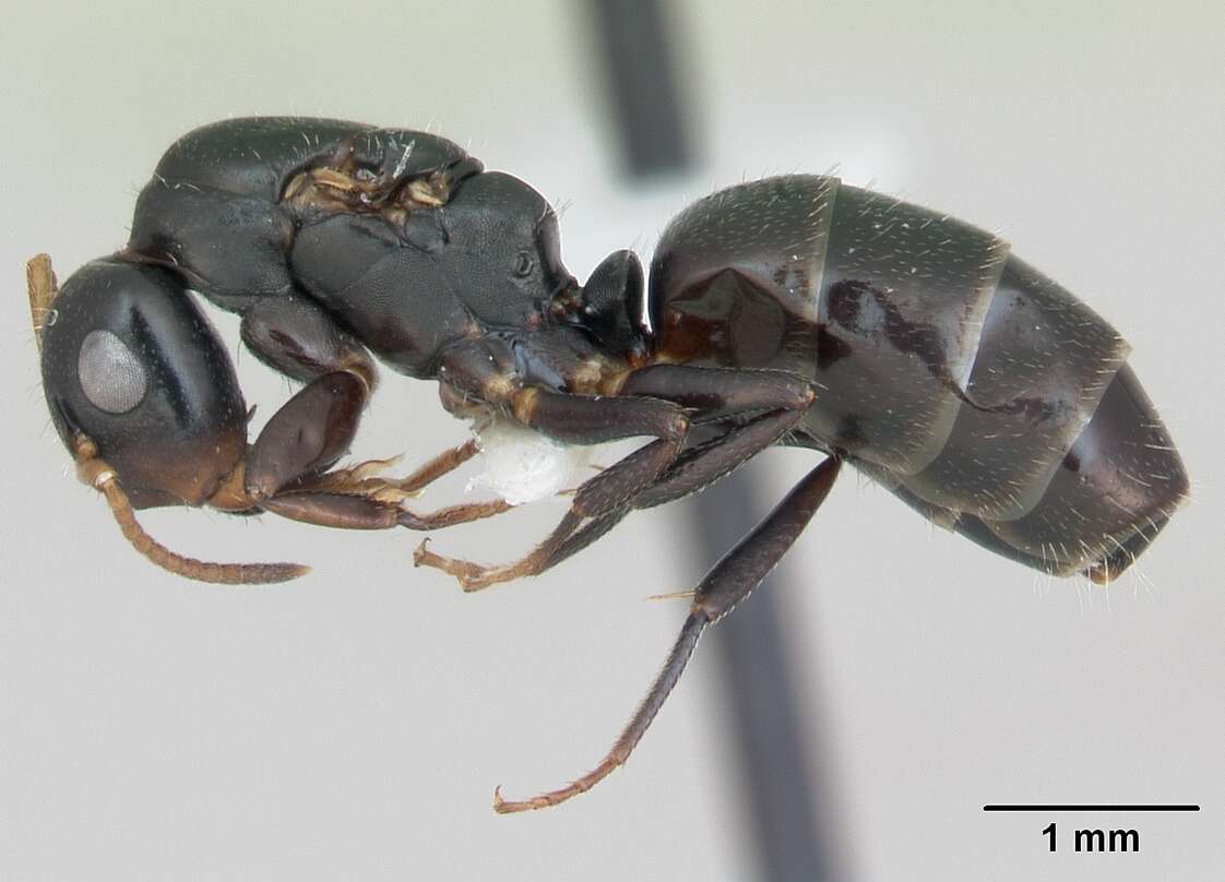 Image of Camponotus sanctaefidei Dalla Torre 1892