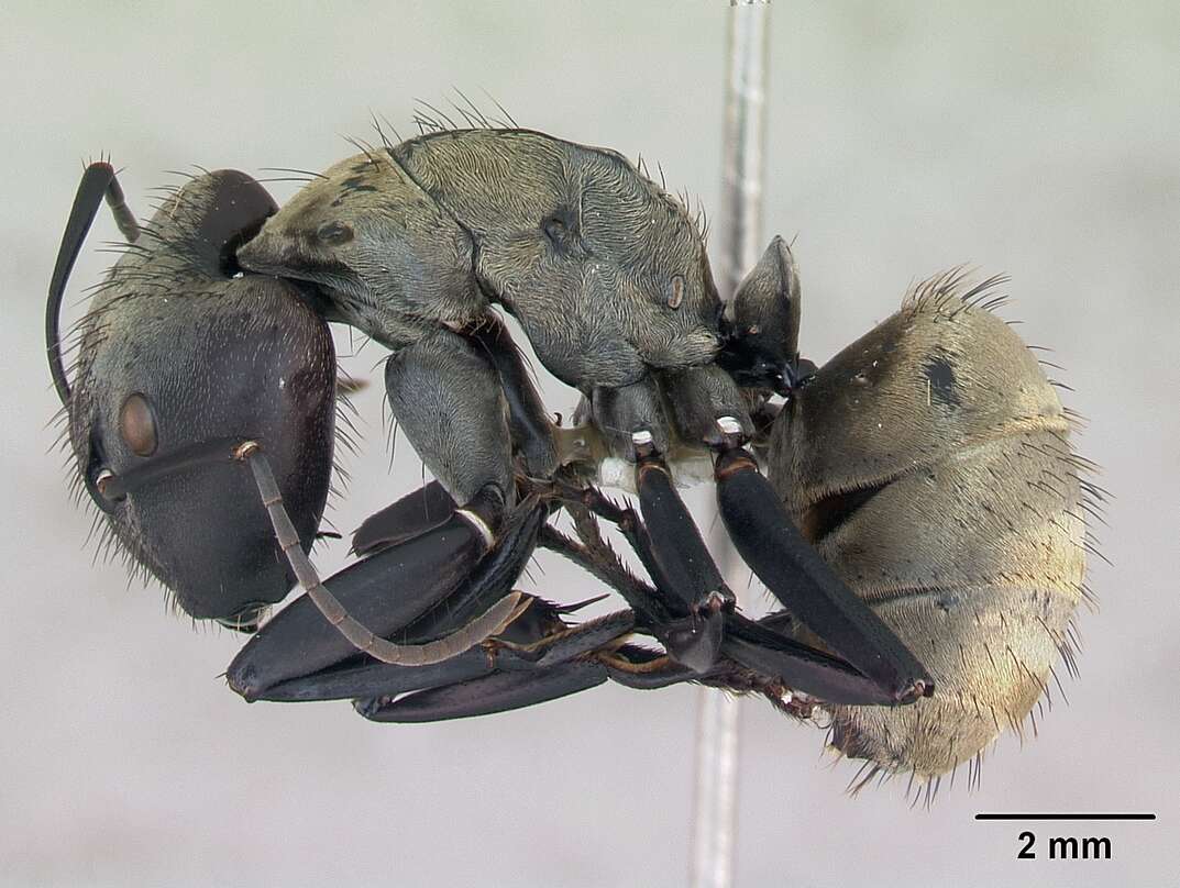 Image of Camponotus sericeiventris (Guerin-Meneville 1838)