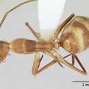 Image of Camponotus silvicola Forel 1902