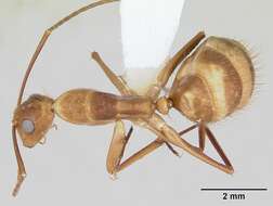 Plancia ëd Camponotus silvicola Forel 1902