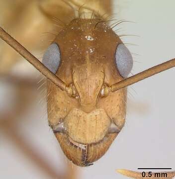 Image de Camponotus silvicola Forel 1902