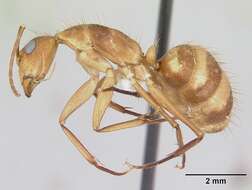 Plancia ëd Camponotus silvicola Forel 1902