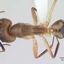 صورة Camponotus substitutus Emery 1894