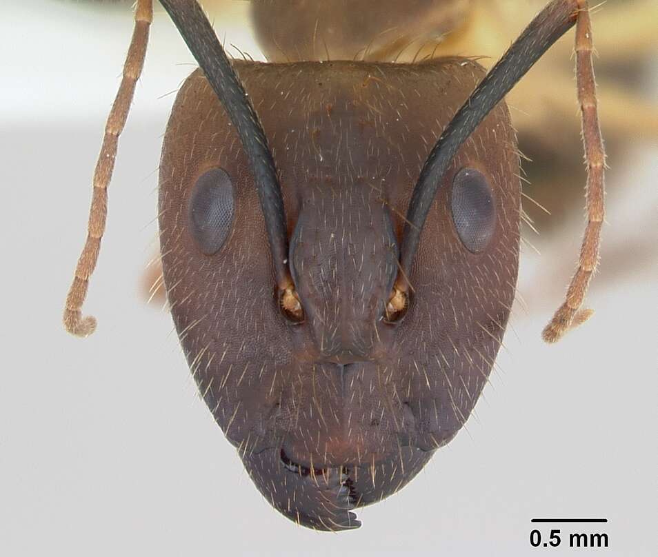 Image of Camponotus substitutus Emery 1894