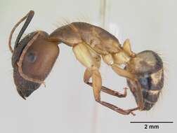 Image of Camponotus substitutus Emery 1894