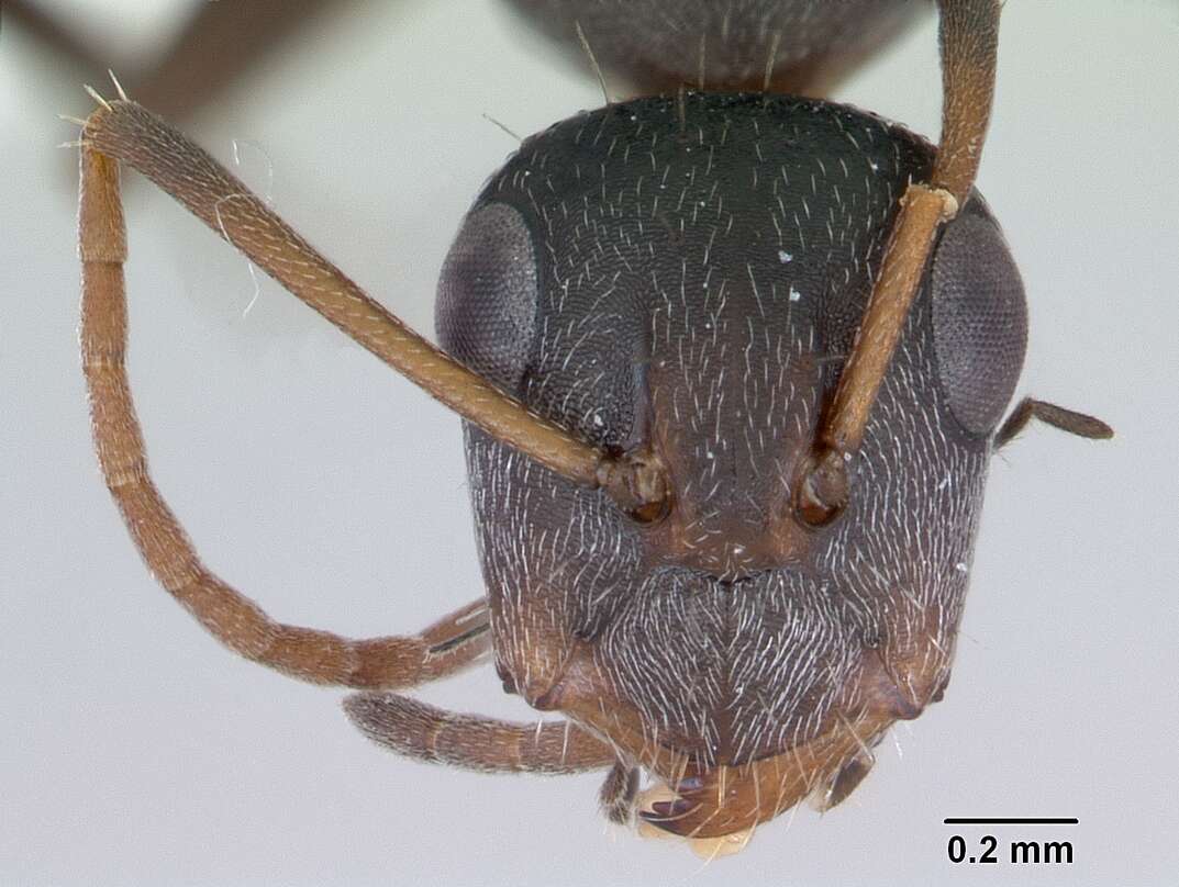 Image of Camponotus trapeziceps Forel 1908