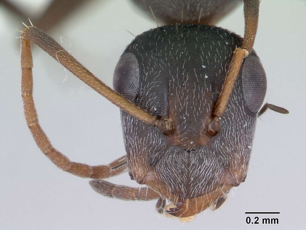 Sivun Camponotus trapeziceps Forel 1908 kuva