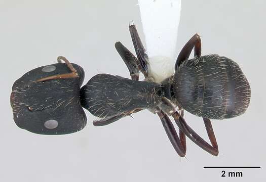 Image of Camponotus westermanni Mayr 1862