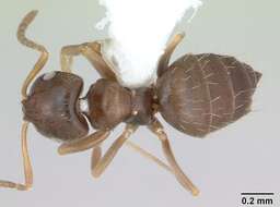 Image of Brachymyrmex cordemoyi Forel 1895