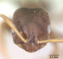 Image of Brachymyrmex cordemoyi Forel 1895