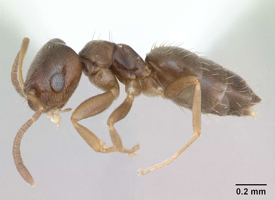 Image of Brachymyrmex cordemoyi Forel 1895