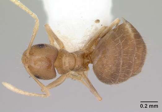 Imagem de Brachymyrmex heeri Forel 1874