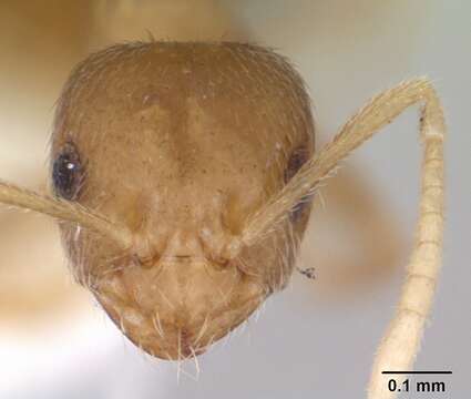 Imagem de Brachymyrmex heeri Forel 1874