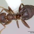 Imagem de Brachymyrmex degener Emery 1906