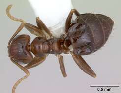 Image of Brachymyrmex degener Emery 1906