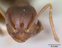 Image of Brachymyrmex degener Emery 1906