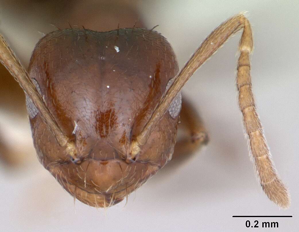 Image of Brachymyrmex degener Emery 1906