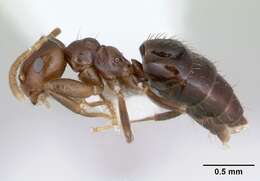 Image of Brachymyrmex degener Emery 1906