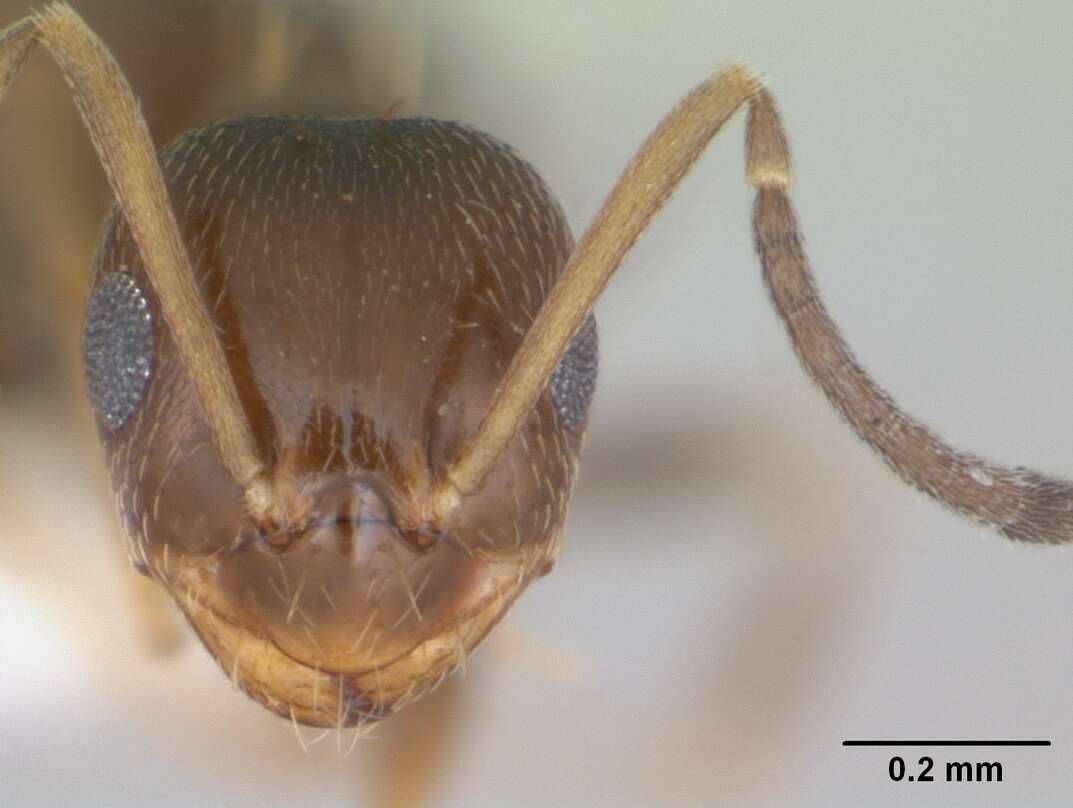 Image of Ant