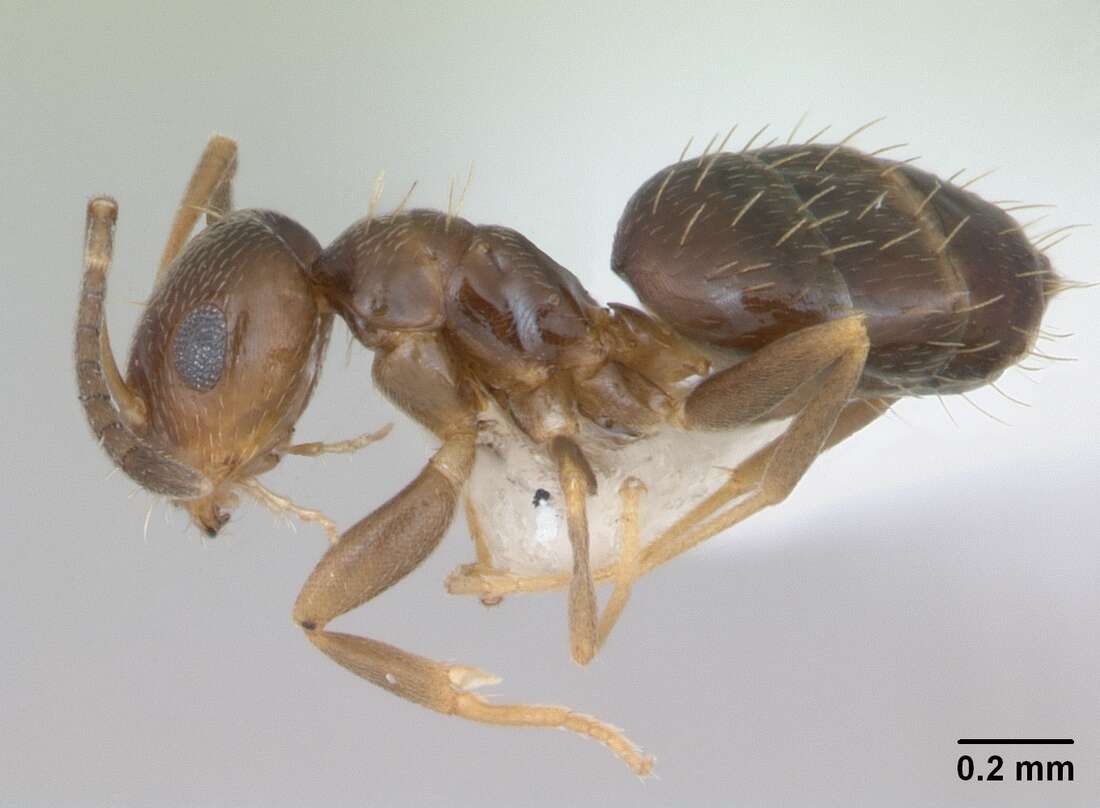 Image of Ant