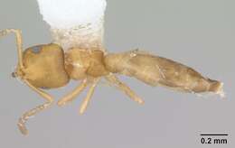 Image of <i>Brachymyrmex termitophilus</i>